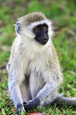 Savannah Vervet maymun