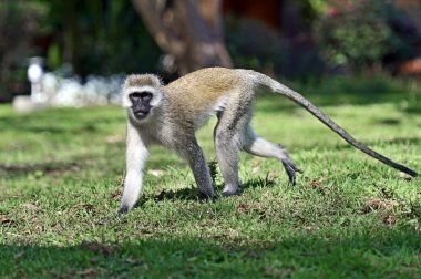 Vervet monkey in the savannah clipart