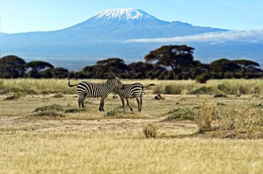 Masai Mara 'da zebra