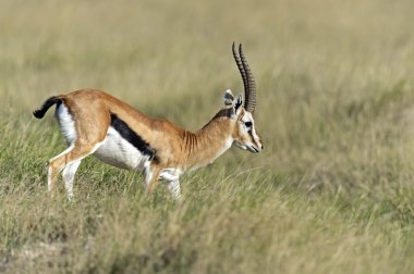 Grant Gazelle Savannah