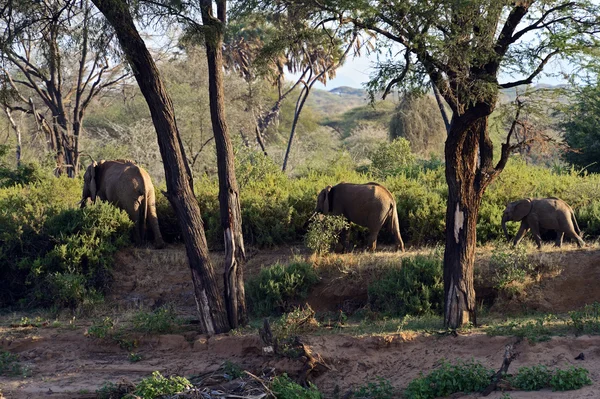 Elefant in der Savanne — Stockfoto