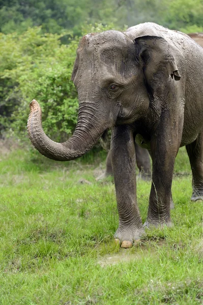 Elefante em Sri Lanka — Fotografia de Stock