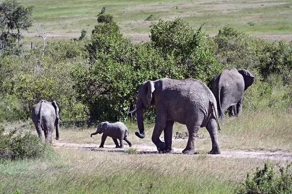 Éléphants d'Afrique dans la savane — Photo