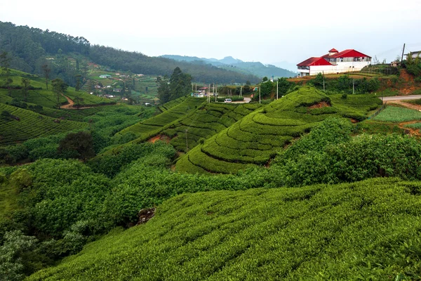 Чайные плантации Шри-Ланка — стоковое фото