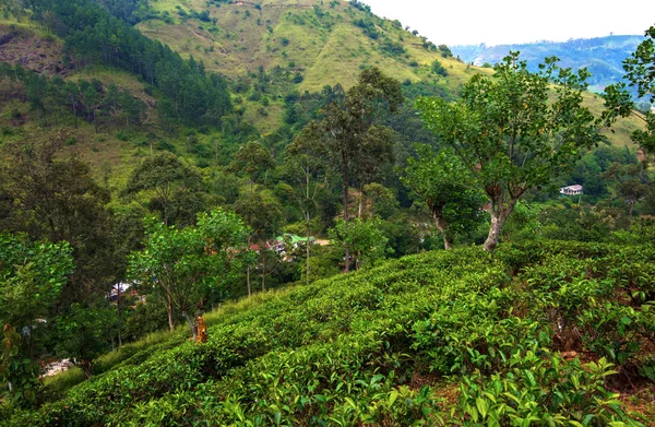 Sri Lank çay tarlaları — Stok fotoğraf