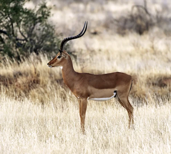Gazelle Impala in Afrika — Stockfoto