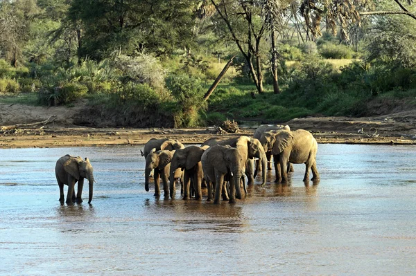 Elefante Afrikanskfy em África — Fotografia de Stock