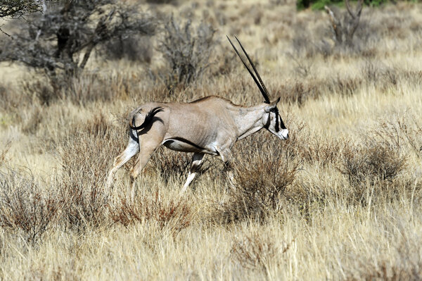Газелла Орекса в африканской саванне
