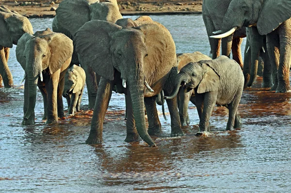 Elefante afrikanskfy en África —  Fotos de Stock
