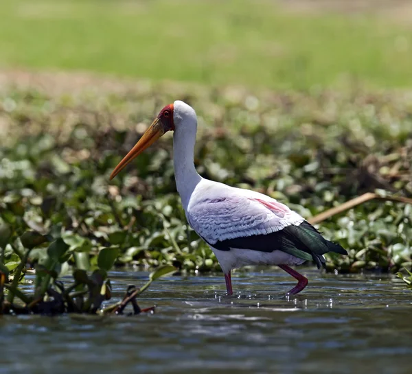 Cigogne à bec jaune — Photo