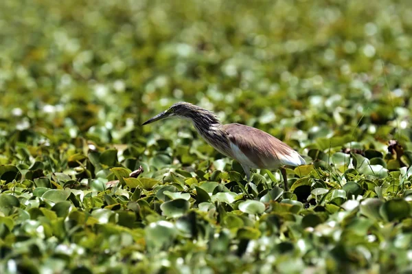 Lac Bittern sur l'Afrique — Photo