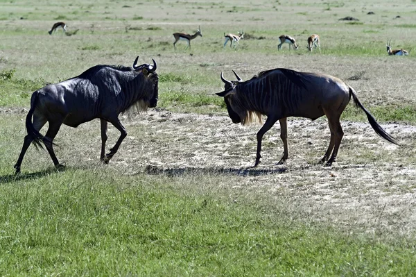 Gnoes in de Afrikaanse savanne — Stockfoto