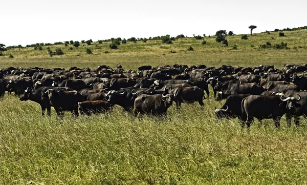 Buffalo in the African savannah — Stock Photo, Image