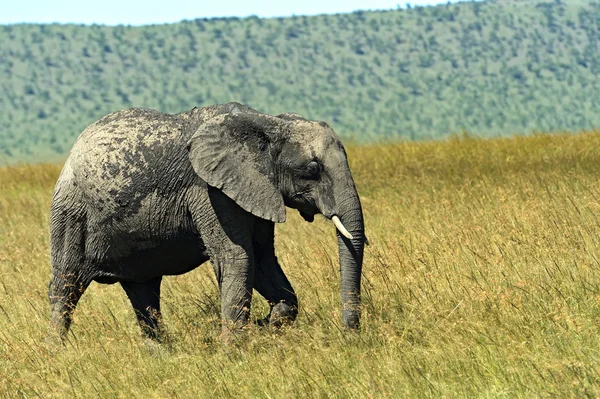 Afrikanischer Samburu-Park — Stockfoto