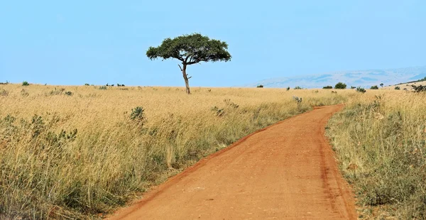 Árvore masai mara — Fotografia de Stock