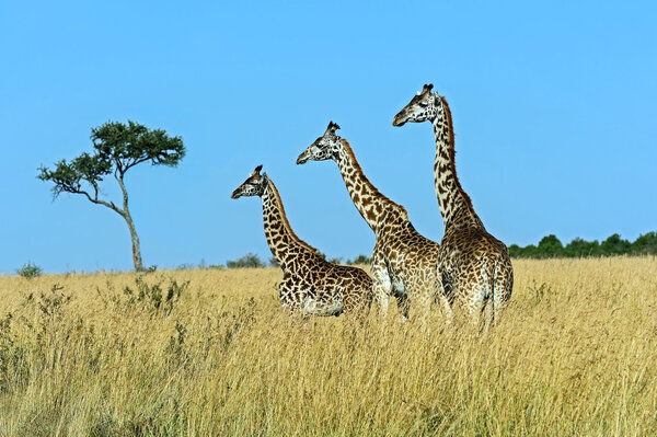 Giraffe Masai Mara 