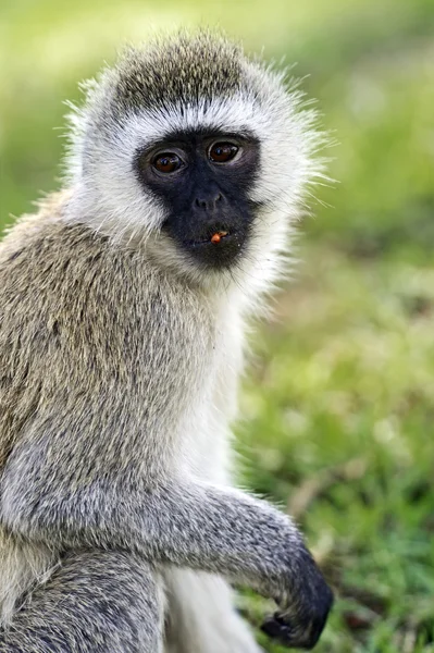 Vervet Macaco na savana — Fotografia de Stock