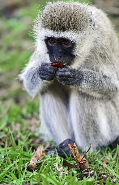 Vervet monkey in the savannah — Stock Photo, Image