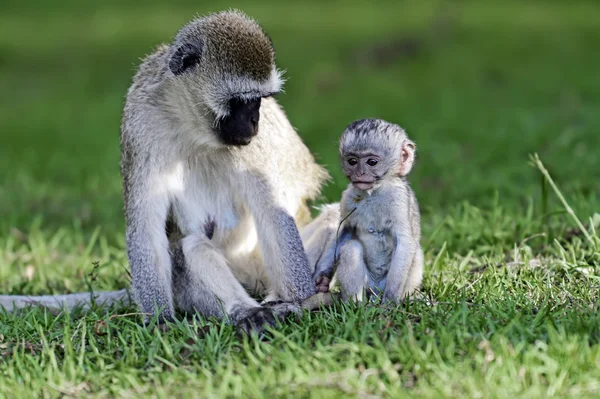 Vervet monkey in the savannah — Stock Photo, Image