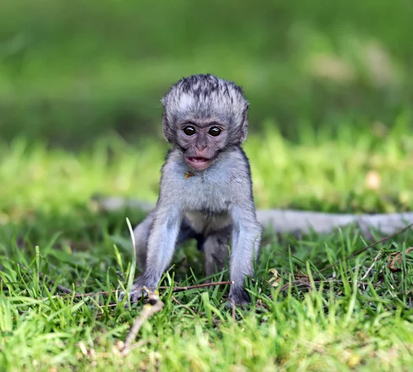 stock image Vervet monkey in the savannah
