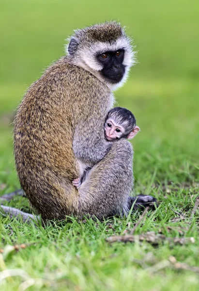 Vervet monkey in the savannah — Stock Photo, Image