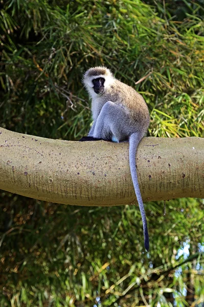 Mono de Vervet en la sabana —  Fotos de Stock