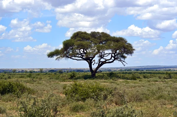 Masai Mara savannah — Stockfoto