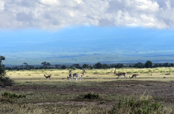 Газель Гранта в саванне
