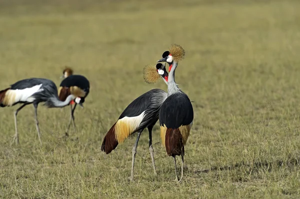 Krönt Crane i savannen — Stockfoto