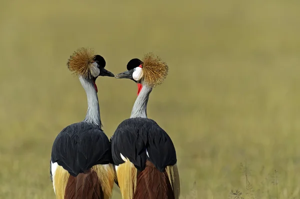 Kruunattu Crane savannilla — kuvapankkivalokuva