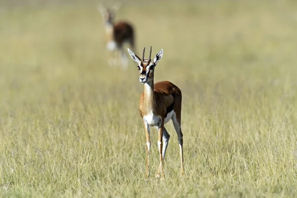 Επιχορήγηση Gazelle στη σαβάνα — Φωτογραφία Αρχείου