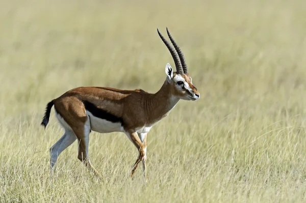 Επιχορήγηση Gazelle στη σαβάνα — Φωτογραφία Αρχείου