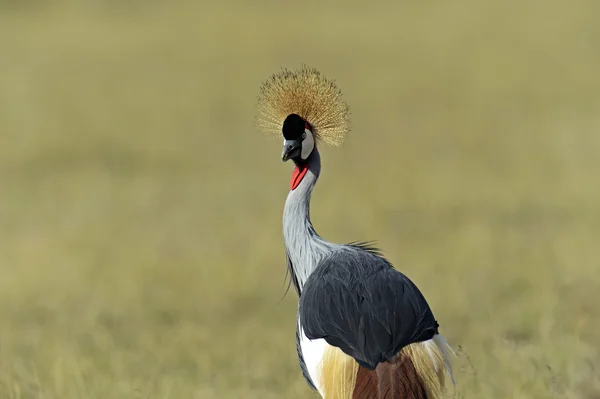 Gekroonde kraan in de savanne — Stockfoto