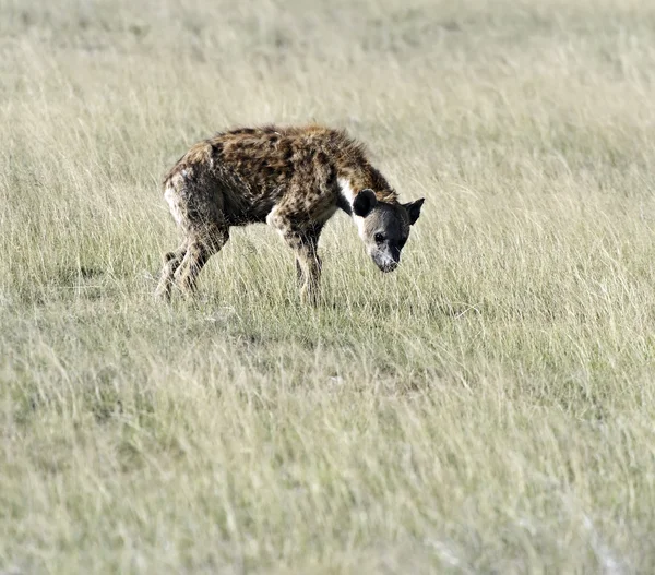 Hyena's in de savanne — Stockfoto