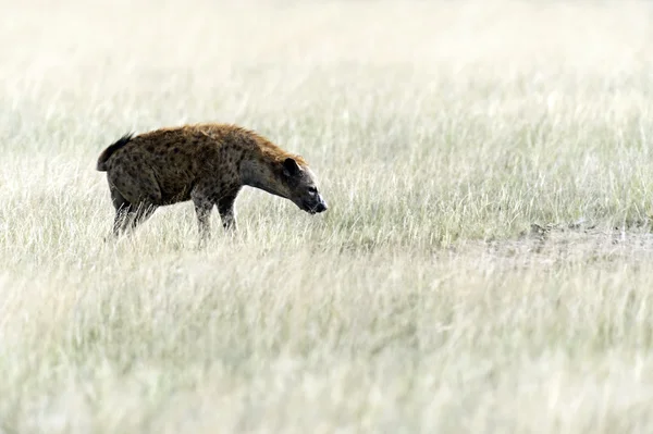 Hyena's in de savanne — Stockfoto