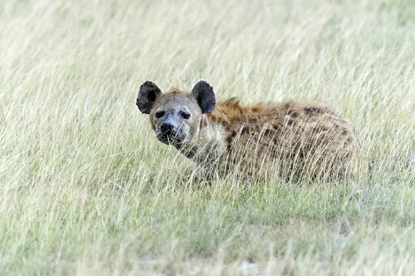 Hyenor i savannen — Stockfoto