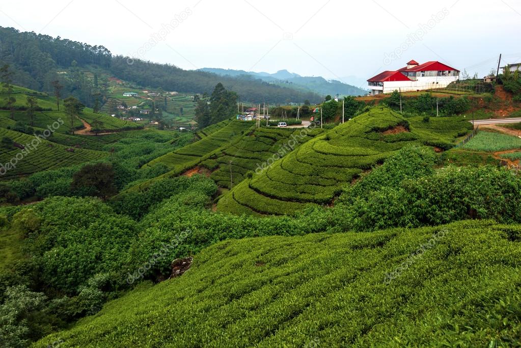  Tea plantations in Sri Lank