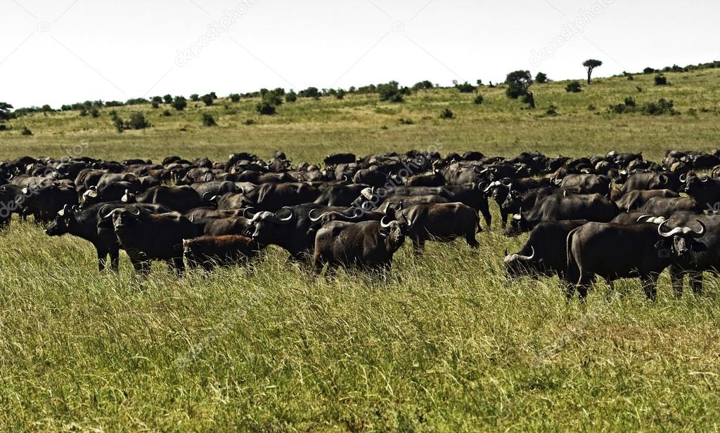Buffalo in the African savannah
