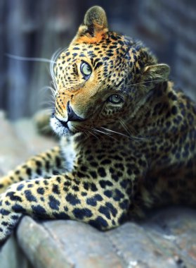 Yetişkin bir leopar portresi