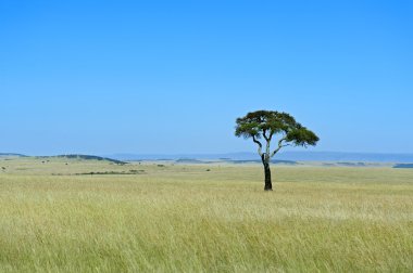 Afrika savana Kenya