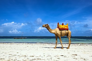 Sahildeki deve