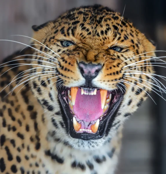Портрет амурского леопарда — стоковое фото