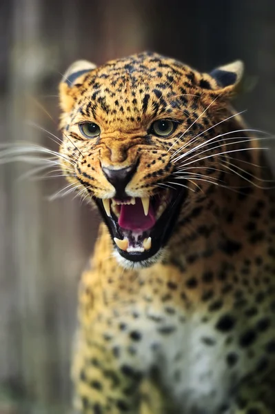 Retrato de um Leopardo adulto — Fotografia de Stock