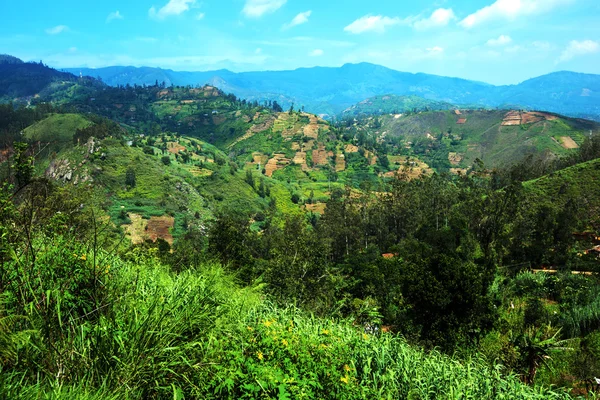 Tea plantations in Sri Lank — Stock Photo, Image