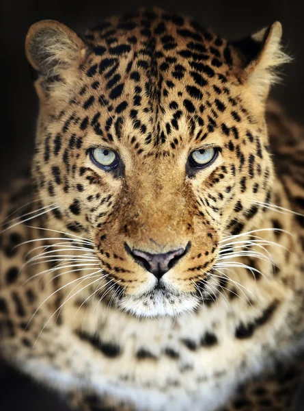 Retrato de um Leopardo adulto — Fotografia de Stock