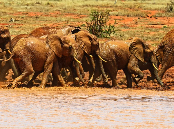 Branco di elefanti nella savana — Foto Stock