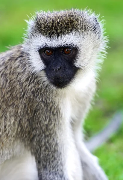 Vervet monkey in the savannah — Stock Photo, Image