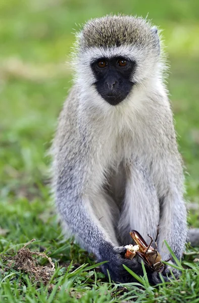 Vervet мавпи в савані — стокове фото