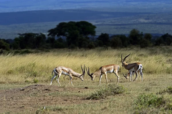 Grant gasell i savannen — Stockfoto