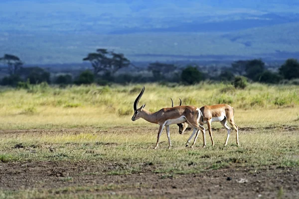 格兰特的瞪羚在大草原 — 图库照片